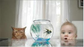 صورة مضحكة جدا لطفل صغير يشاهد سمكة بجنبه قط