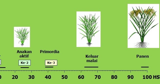 5 Tepat Pemupukan Pada Tanaman Padi