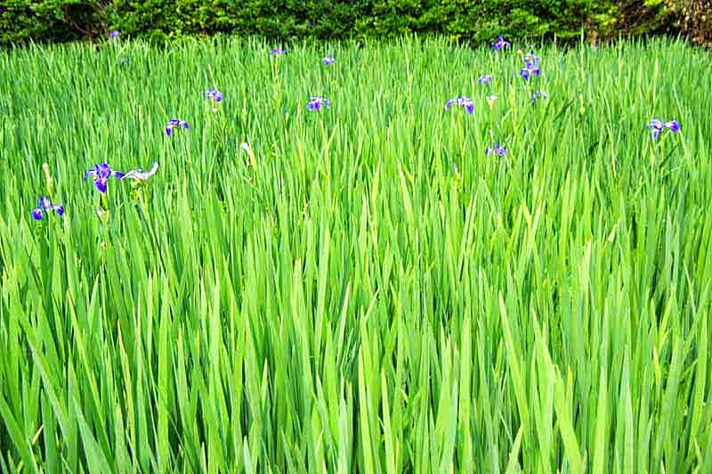iris field, flowers