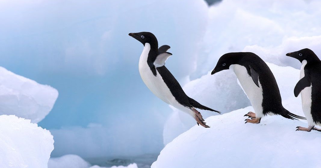 EBL: Super Colony of Adélie Penguins Found In Antarctica