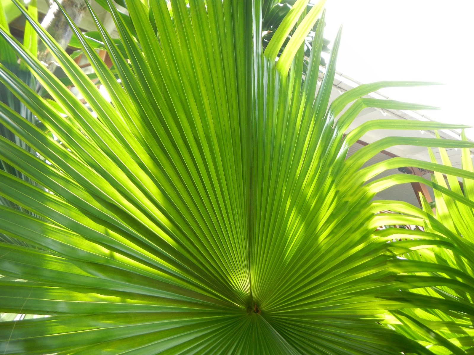 searching for nature in Yangon, Part One