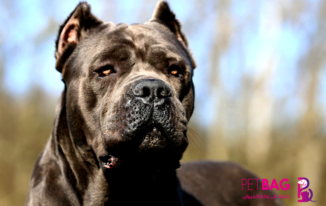 كلب الـ كاني كورسو Cane Corso تربية ومواصفات كلاب الـ كين كورسو