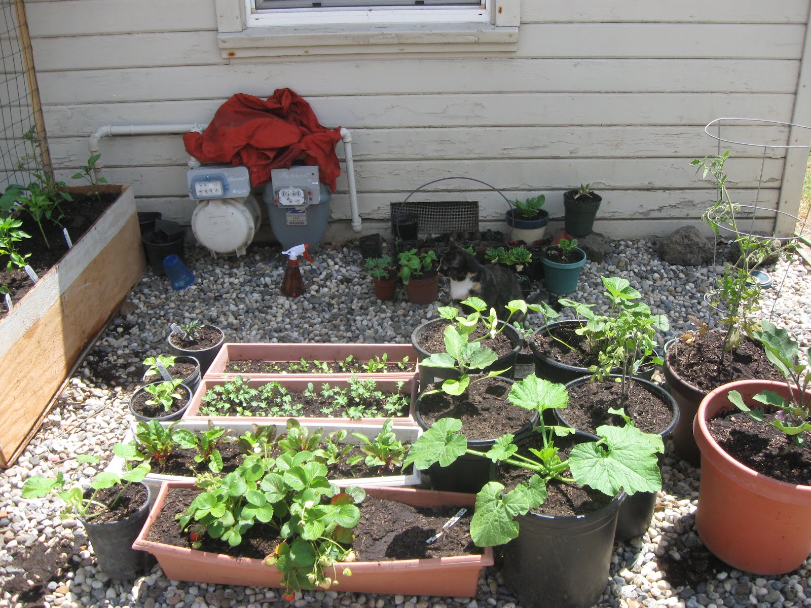 My First Garden Introducing My First Garden Apartment Gardening in