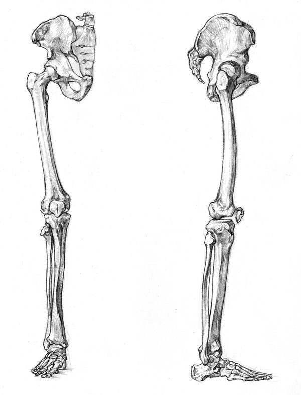 Скелет нижних конечностей человека кости. Кости нижней конечности анатомия. Кости нижних конечностей человека анатомия рисунок. Скелет нижней конечности человека. Кости нижней конечности анатомия рисунок.