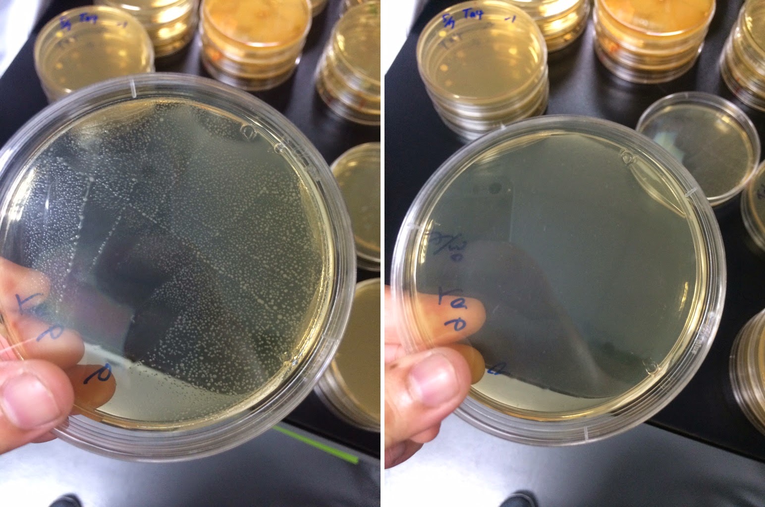 楊容的學習記錄: 0513點菌後實驗：鏡檢以及觸媒測試