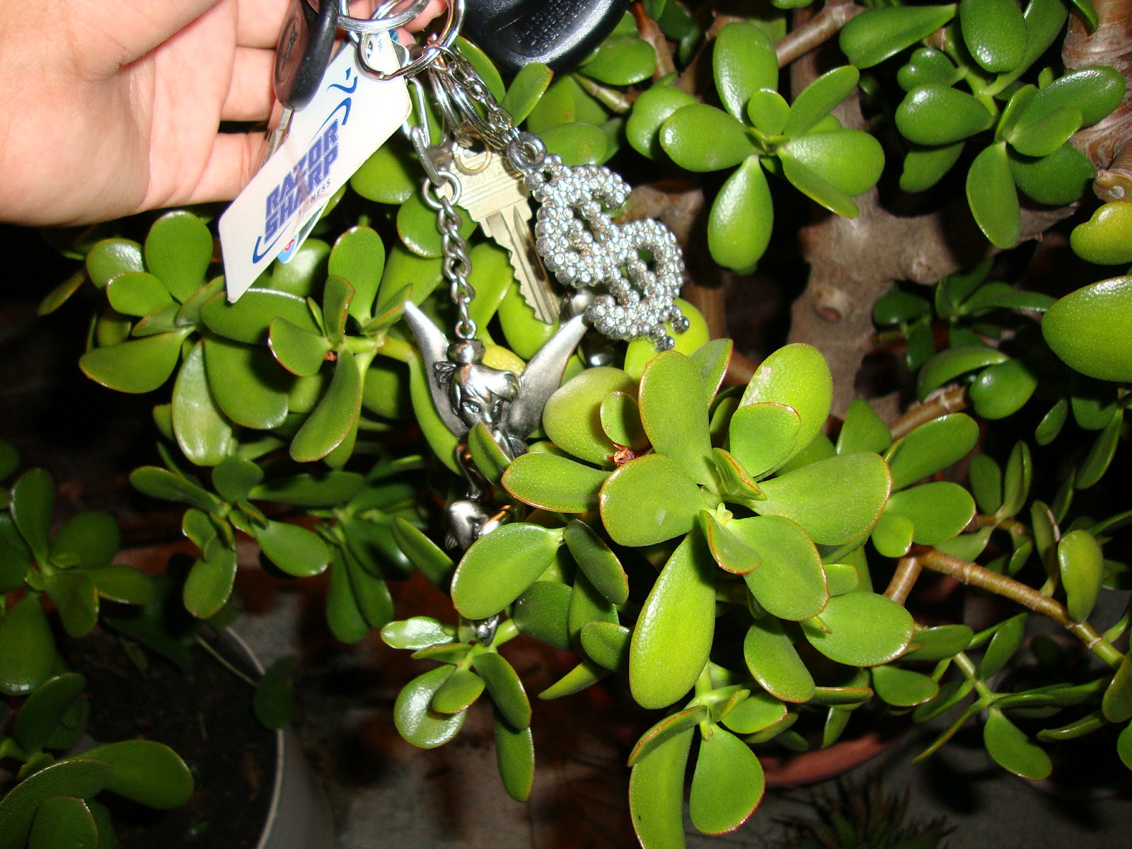 Cam plants conserve water by Idea