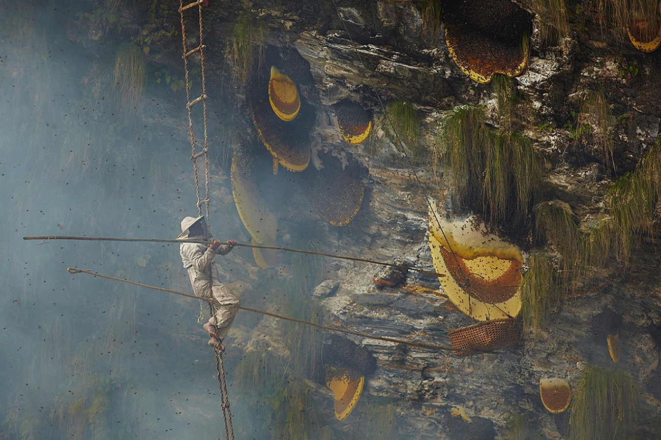 собирание меда диких пчел. дикий мед бортничество. собирание меда диких пчел. гималайский мед диких пчел. мед диких пчел.