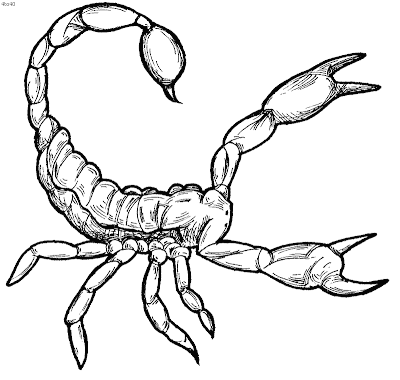 Scorpion Animals Coloring Pages For Kids