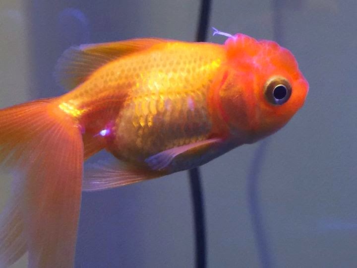 The Fancy Goldfish Chronicle