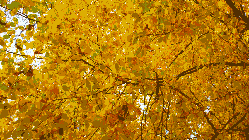листья золотые. осень листопад. осень желтым листопадом. осенний листопад. золотистый фон.