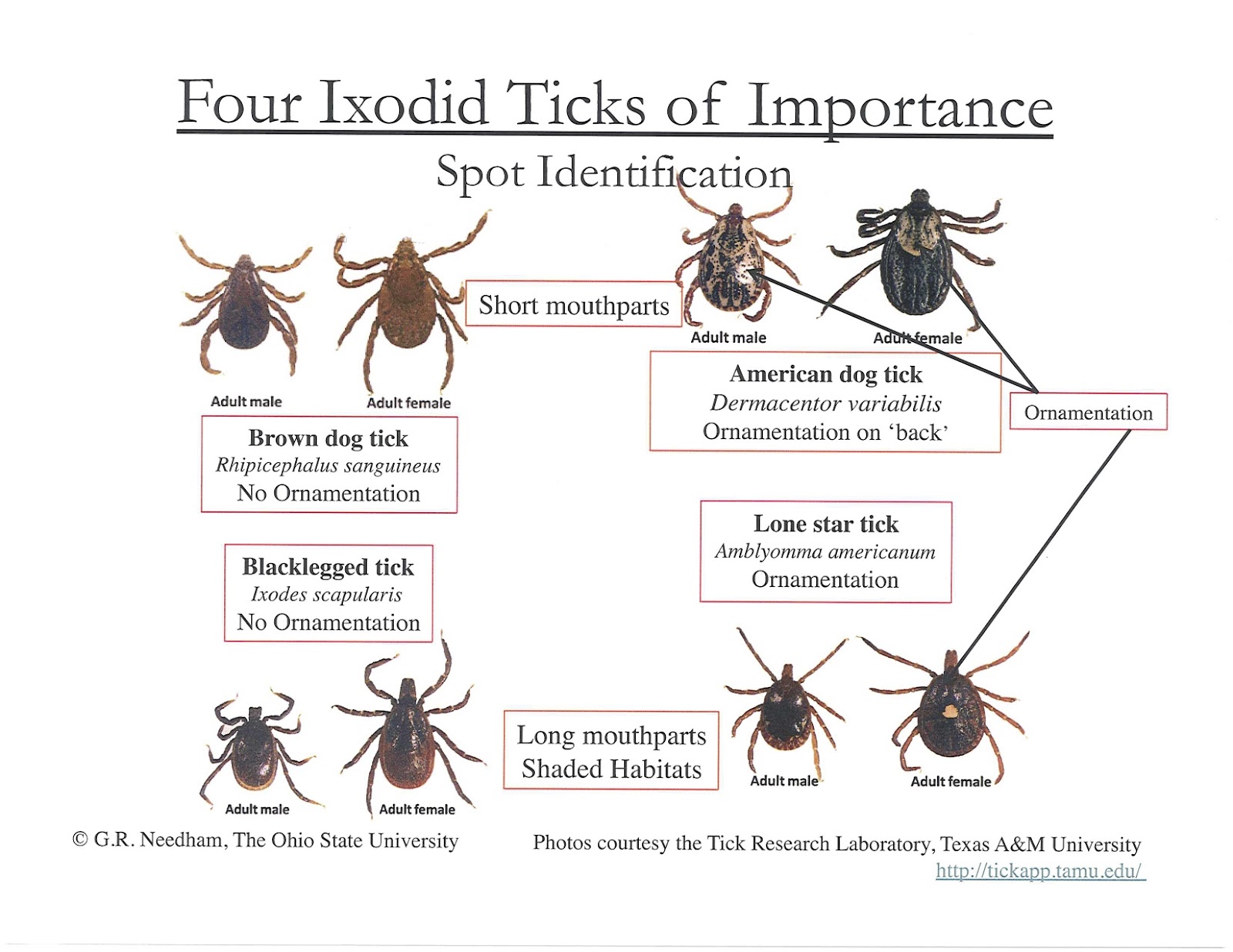 Grassy Branch Farm: May is Lyme Disease Awareness Month