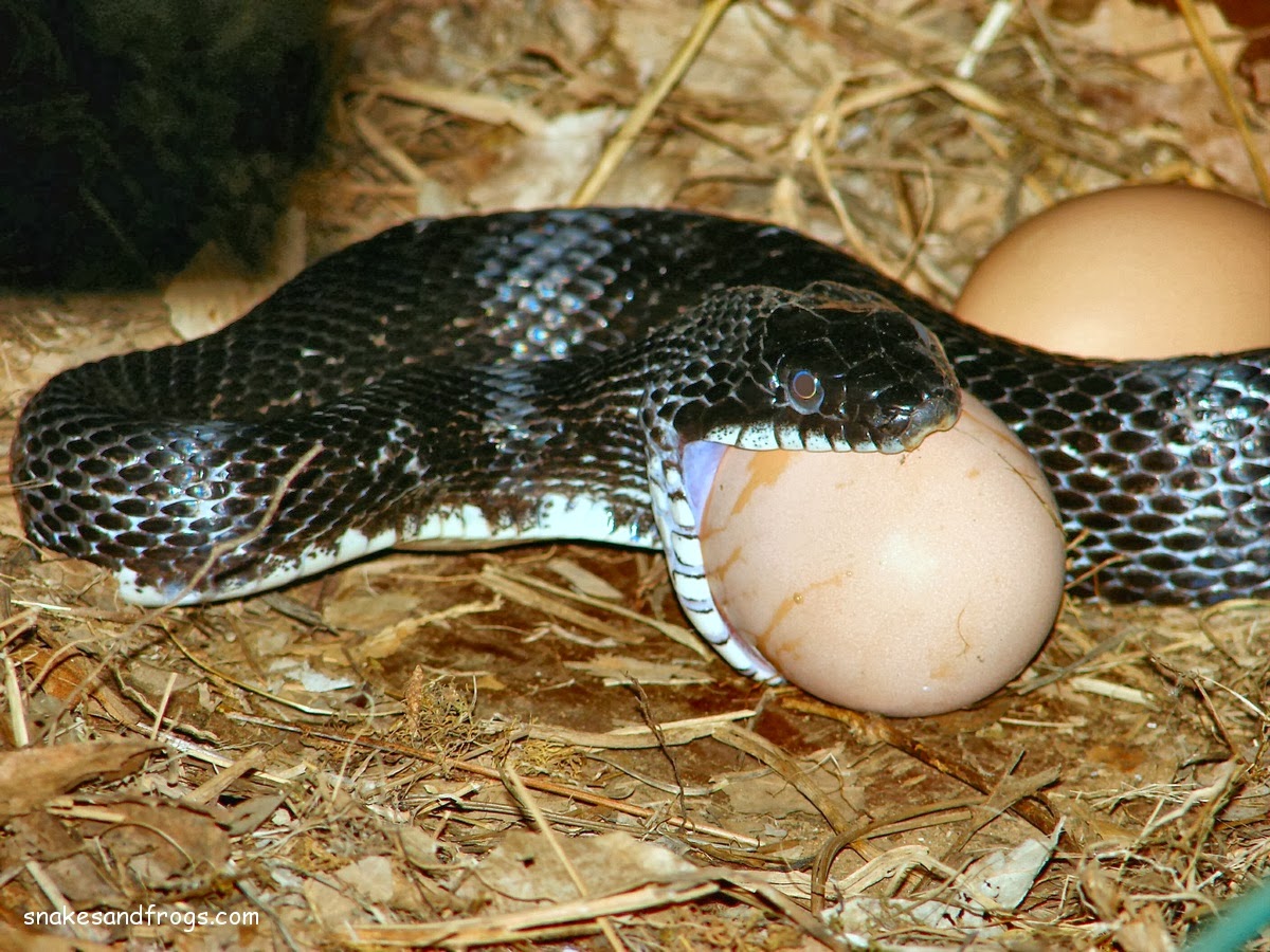 Змея можно переносить. Африканский ЯЙЦЕЕД. Яйца гадюки обыкновенной. Чёрный ЯЙЦЕЕД.