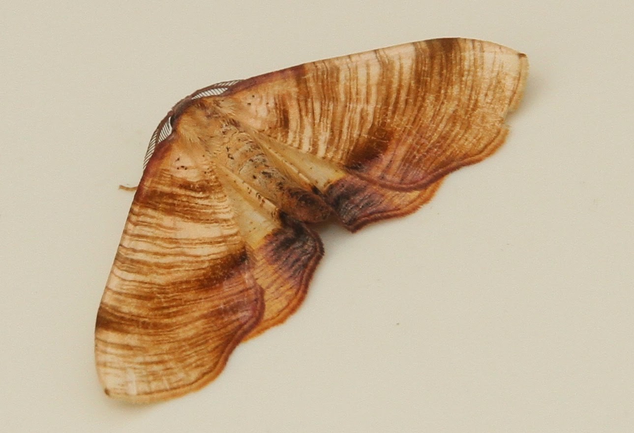 Wilde About Birds: Amazing Moths for National Insect Week
