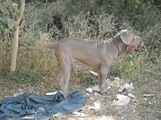 neo mastiff dog ahmedabad