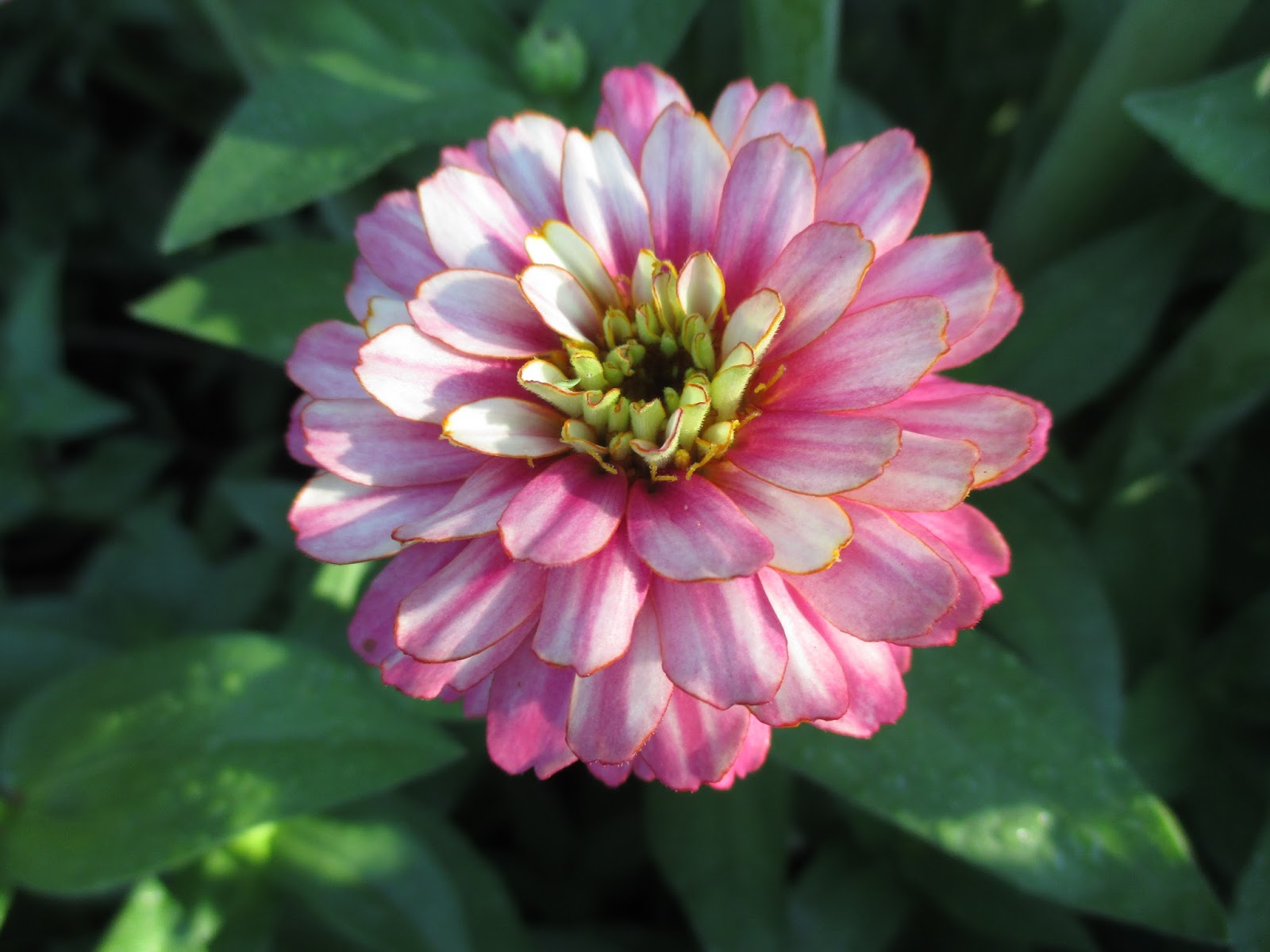 A Colorful Thursday Rotary Botanical Gardens