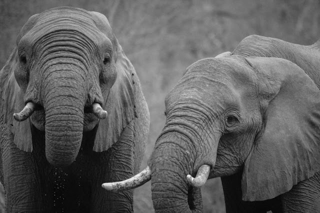 18 Fakta Menakjubkan Dari Gajah yang Membuat Tercengang