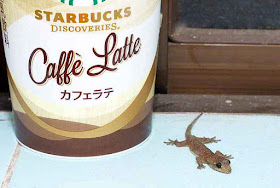 Starbucks Coffee, cup, gecko, window sill, latte