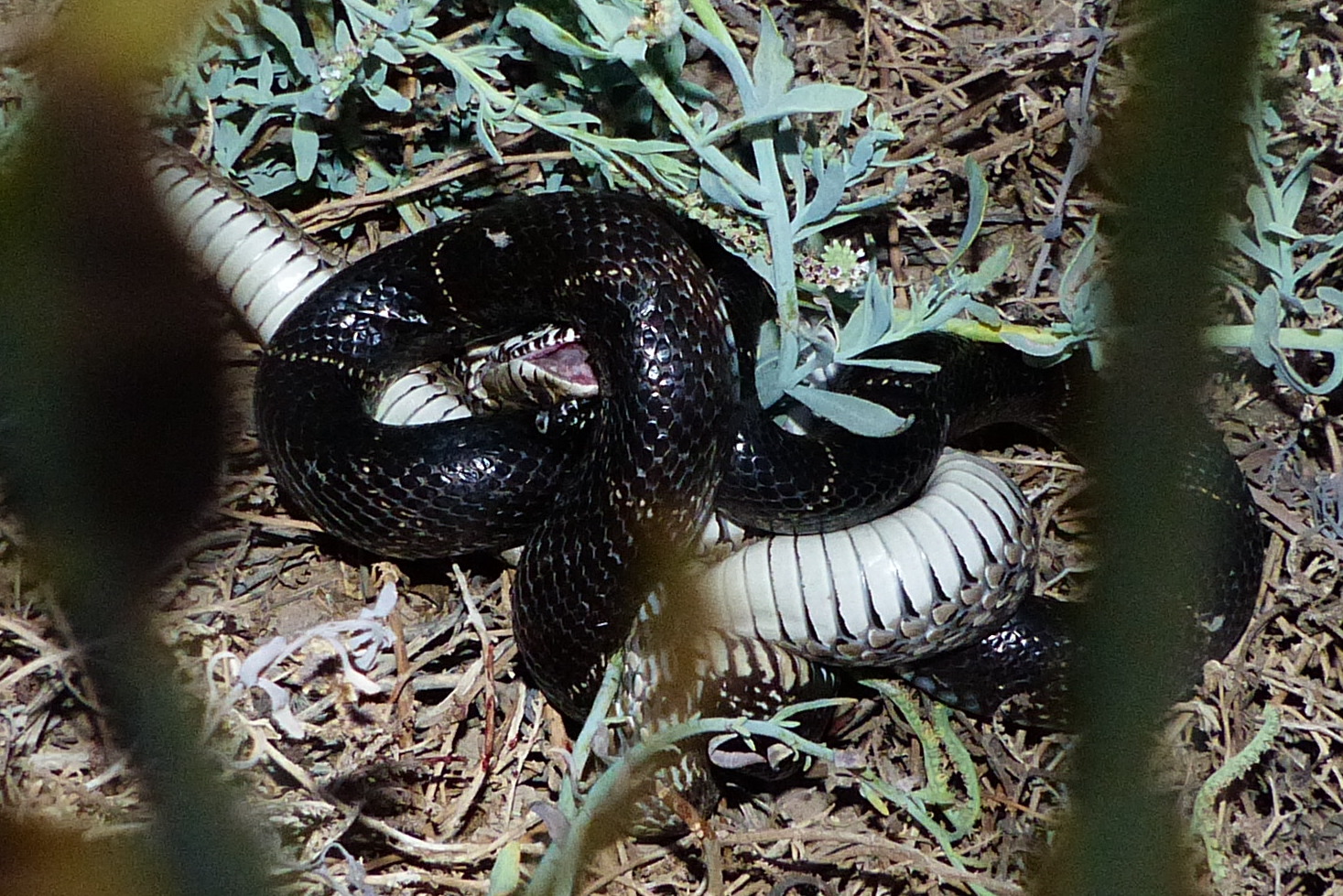 Free lesbian porn streaming videos