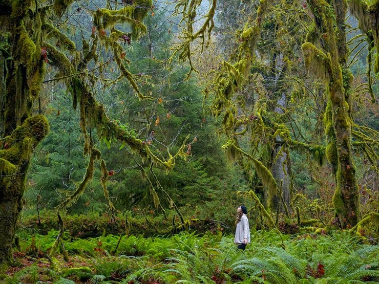 Vast Wilderness in Olympic National Park, Washington, USA Vast Wilderness in Olympic National Park, Washington, USA