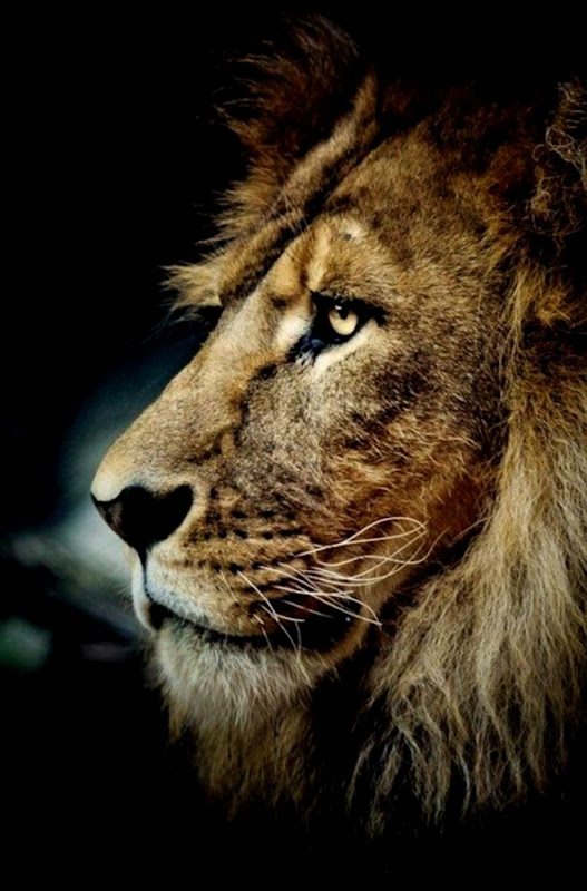 Fun Facts Lions  Free Nexus Wallpapers