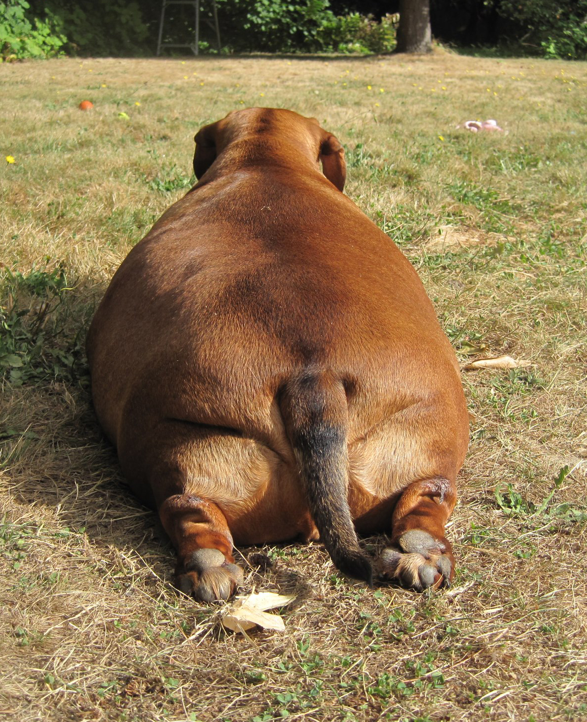 Какое животное самое толстое. Толстая собака. Самая толстая собака. Толстая такса. Самая толстая собака в мире.