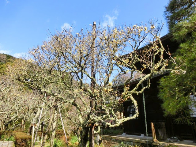 ���򎛂̉��~