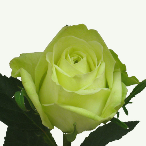 green-rose-flower.jpg