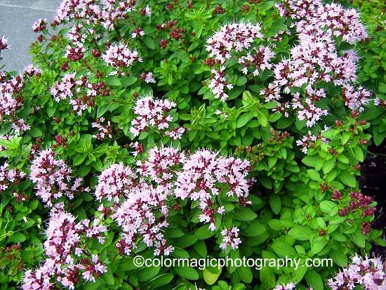 Oregano in flower Oregano plant pictures