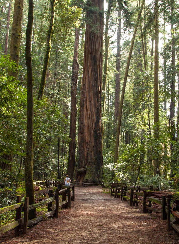 Redwood understory, Redwood Grove planting