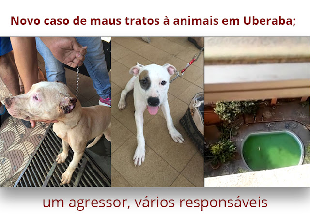 Caso de maus tratos contra cães em Uberaba