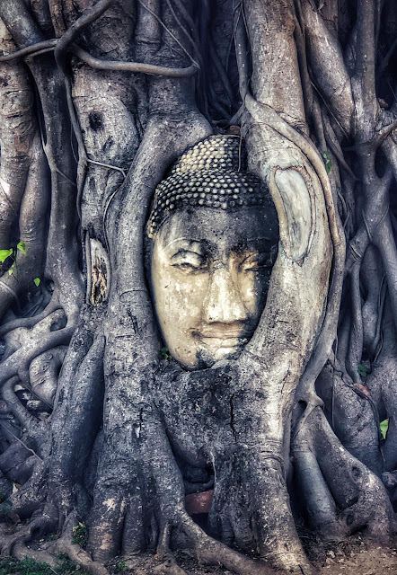 Wat Maha that, which is that famous temple where you can see the Buddha's head embedded in a Banyan tree. There are several Buddha statues here in this Wat - many whose heads have fallen off. It is said that one of these missing heads over the years got trapped in a Banyan tree growing around it and came up as the tree grew. It is indeed a beautiful sight to behold. But is smaller than what it appears to be in pictures. In fact, chances are that you will find a crowd around it getting their pictures clicked with it, otherwise you could easily miss it. Apart from the head, the temple is otherwise beautiful too. We spent around 20 minutes here and then moved on to our next destination - Wat Phra Ram. 