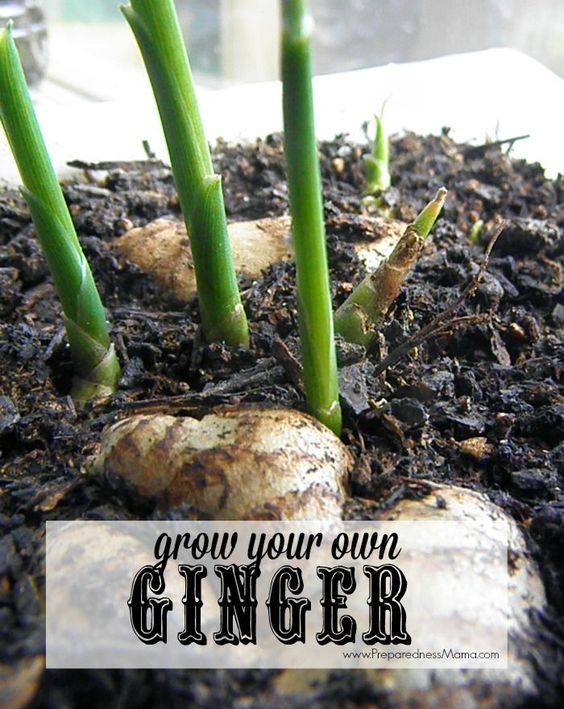 How to grow ginger at home ginger growing root grow everything