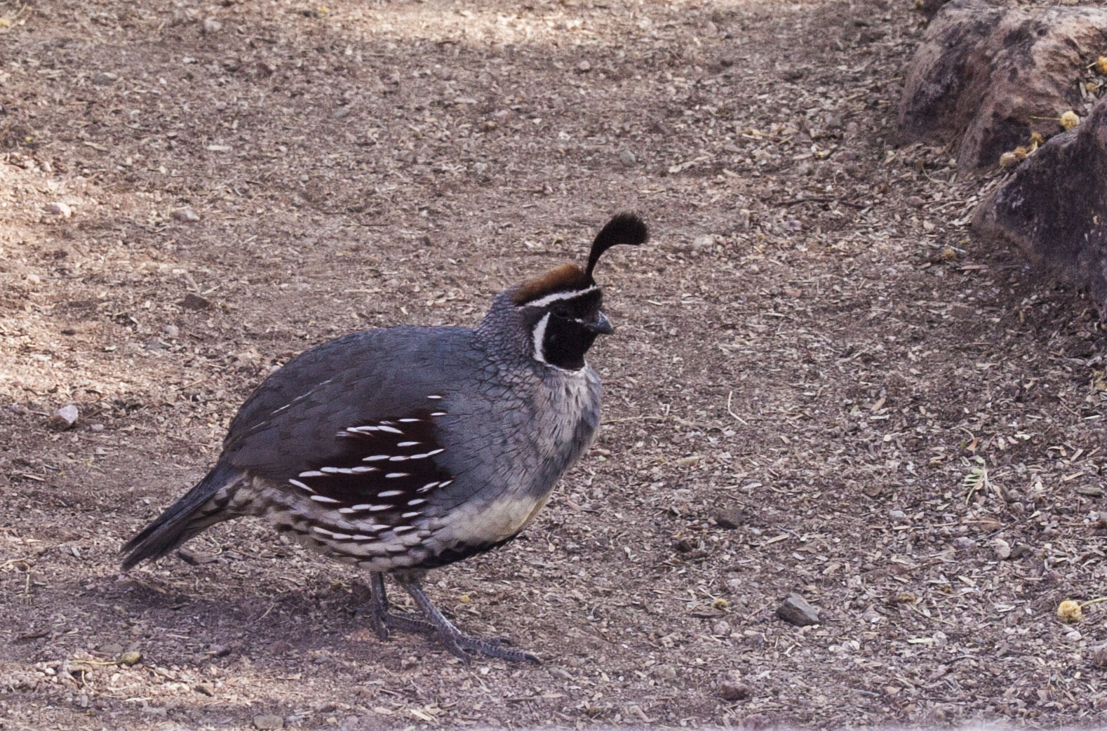 Walking Arizona Quail