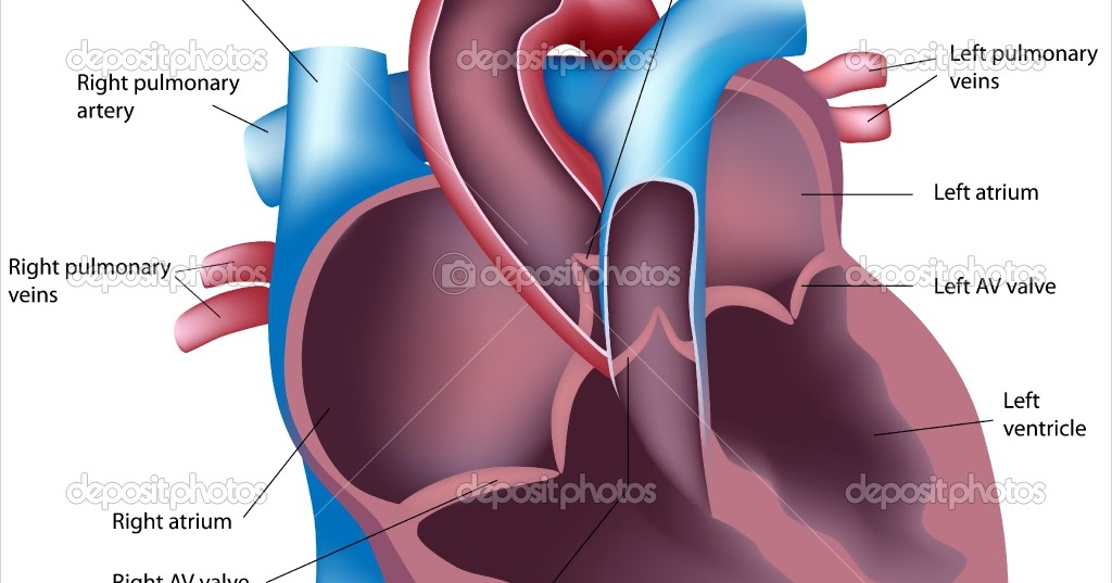 DIAGRAMS: Internal Anatomy of the Heart