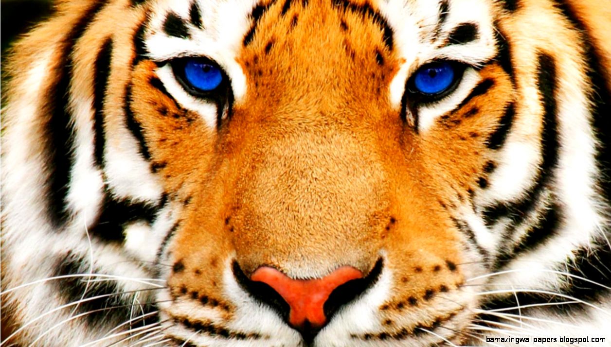White Bengal Tiger With Blue Eyes Wallpaper