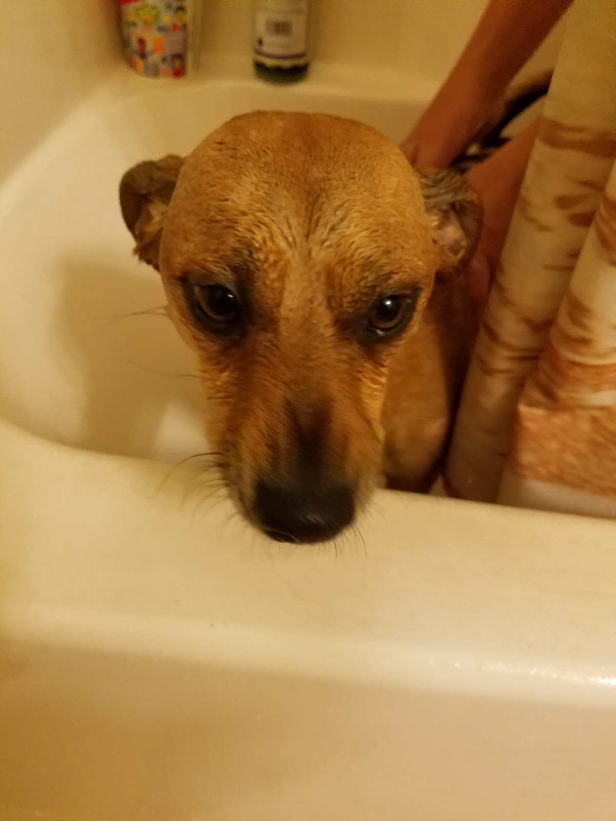 Frugal Shopping and More International Veterinary Sciences Dog Shampoo