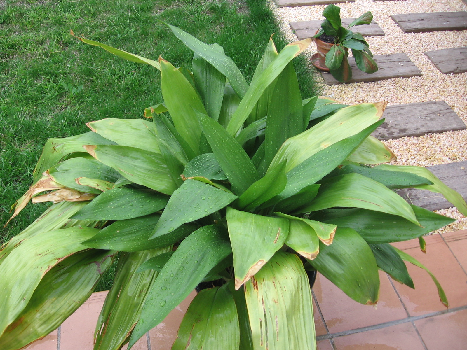 ASPIDISTRA