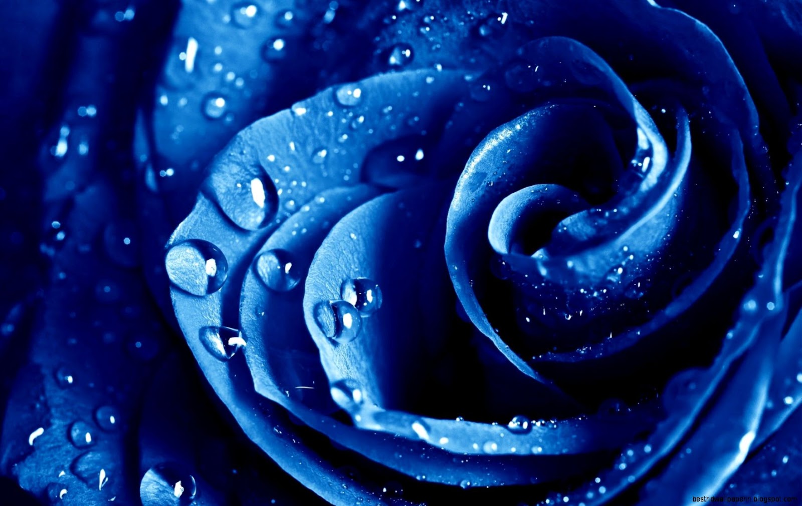 Beautiful Blue Rose