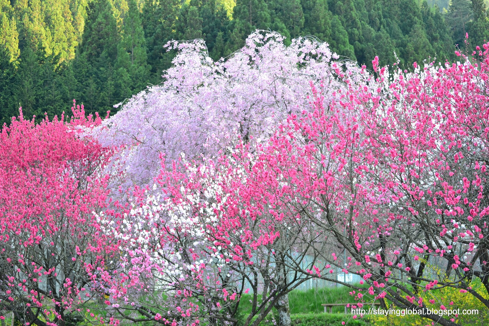 A Japanese Life Peach Blossoms Tsukikawa Onsen