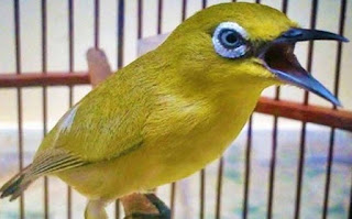Perawatan Burung Pleci - Macam-Macam Buah Untuk Burung Pleci dan Kandunganya