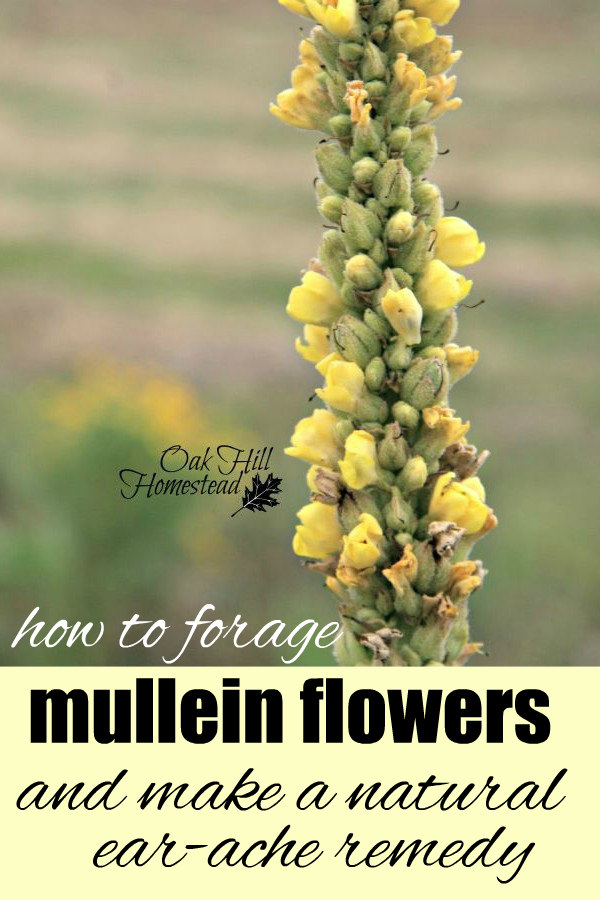 How to Make Mullein Oil Ear Drops Oak Hill Homestead