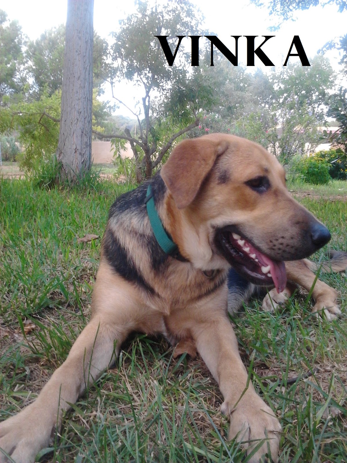 Cruce De Pastor Alemán Con Labrador Retriever CACHORROS EN ADOPCIÓN - ADOPTAR UN CACHORRO: VINKA: CAHORRA LABRADOR X