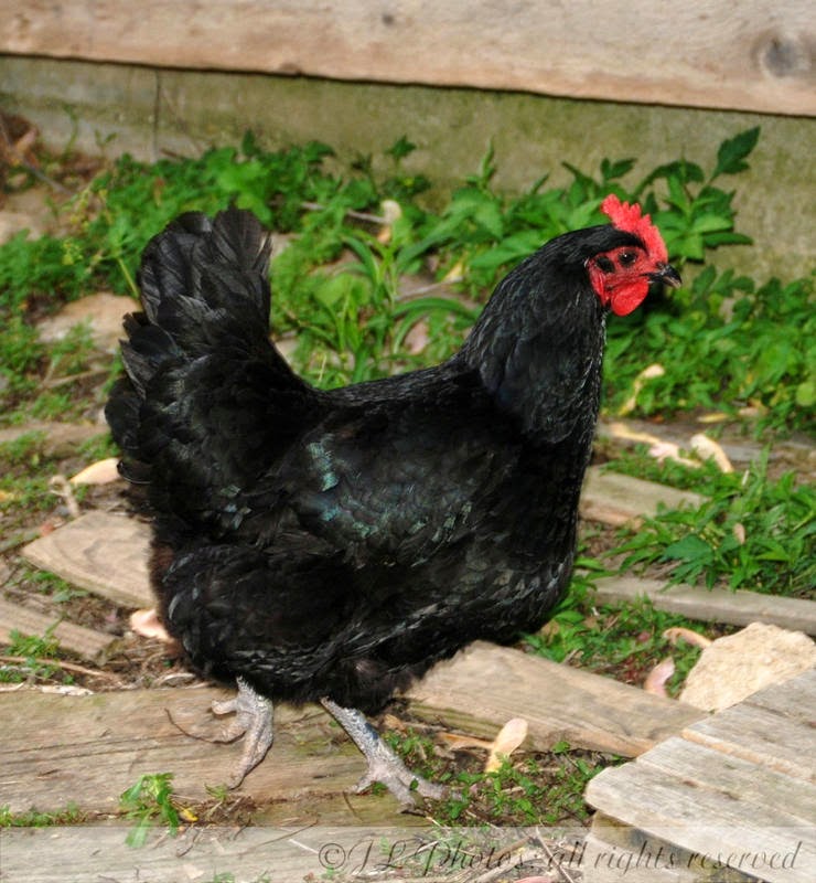 15 Popular Breeds of Chickens for Raising as a Backyard Flock | From