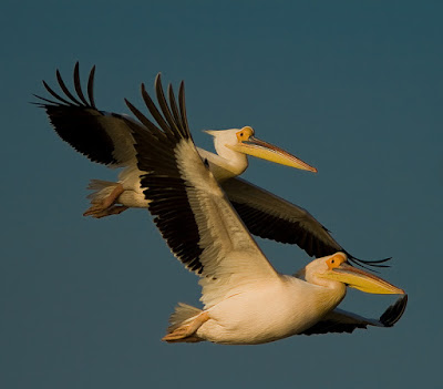 White Pelican – World Migratory Bird Day