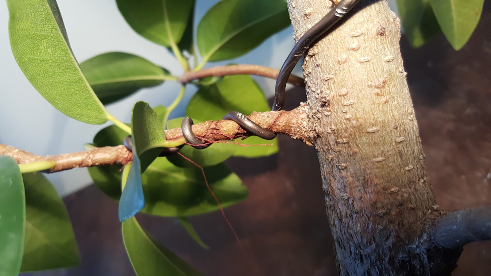 Bonsai Misadventures Leaving Wire On A Tree For Too Long