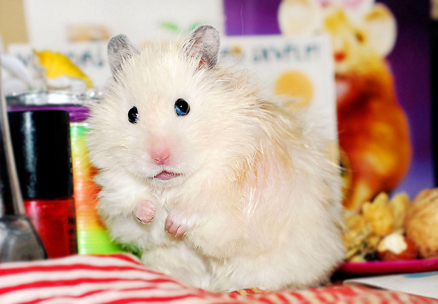 Hamster Facts. Amazing Facts About Hamsters