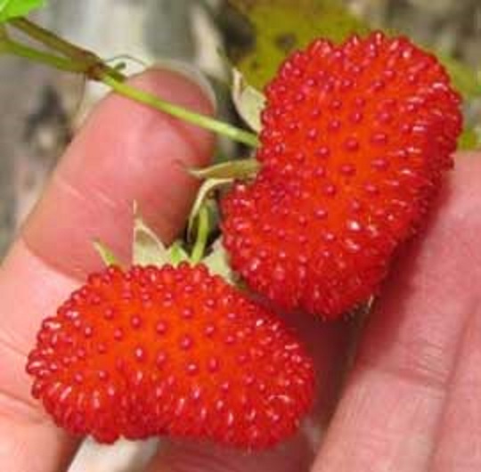 Efficacy and Benefits of Arbei or Atherton Raspberry Easy Healty