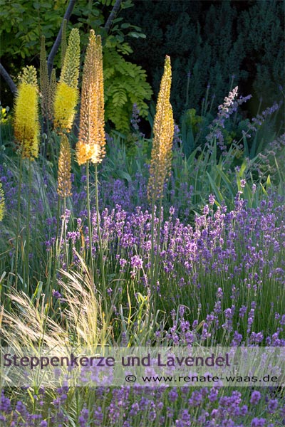 Blumenbeet, Staudenbeet, Beete bepflanzen, mediterrane Bepflanzung für unser  Blumenbeet mit viel Lavendel
