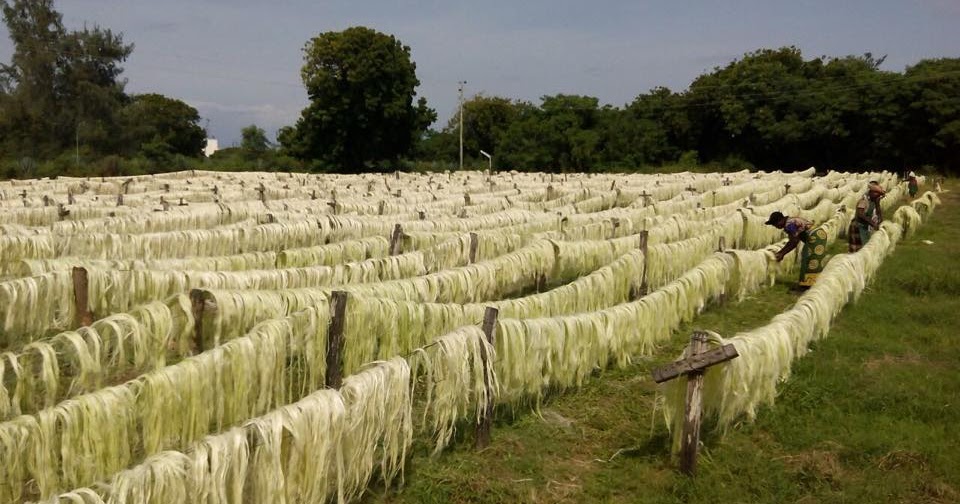 Kenyan Sisal Fiber, Sisal Fiber Exporter, Suppliers and Manufacturers