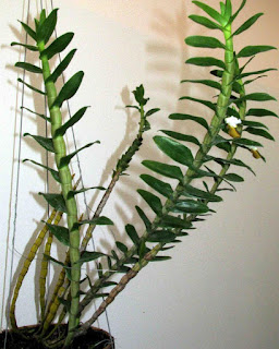Lan Hoàng thảo hương duyên - Dendrobium ellipsophyllum Tang et Wang,